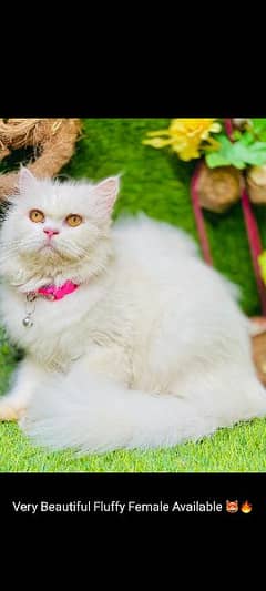 Persian cat/Cute/Persian Cat For Sale/Persian Kitten/ Cat For Sale