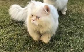 Persian cat Pair White Colour Male Blue Eyes Triple Coted