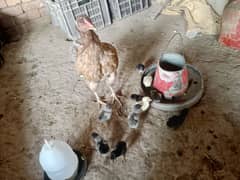 Aseel Chicks For Sale