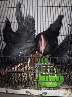 Australorp/RIR/Lohman Brown 0