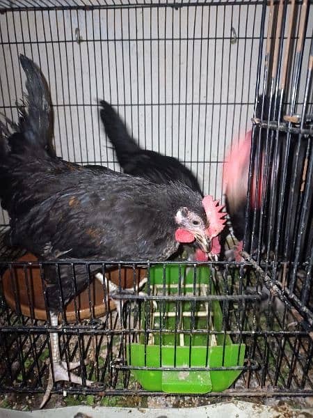 Australorp/RIR/Lohman Brown 1