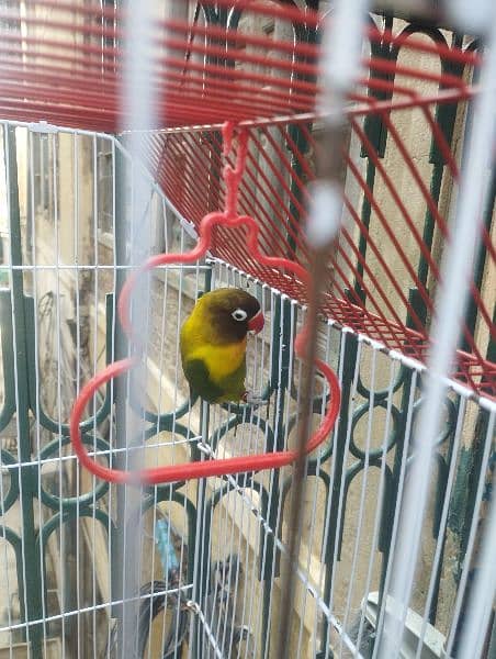 love birds 4 pair for sale 1