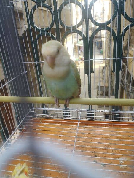 love birds 4 pair for sale 4