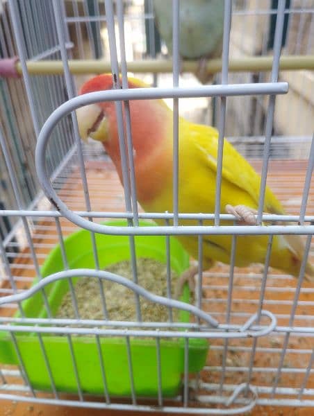 love birds 4 pair for sale 5