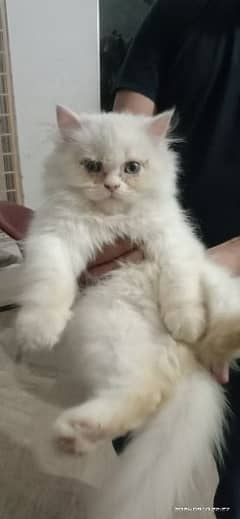 White persian female kitten with different eye color for sale