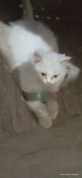 White persian female kitten with different eye color for sale 2