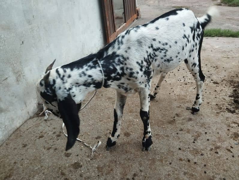 Goat For Sale 2