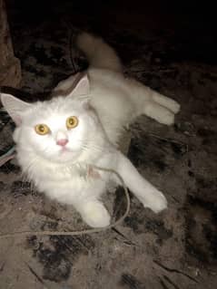 Persian Cat 03042302713