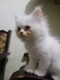 little kitten for sale persian