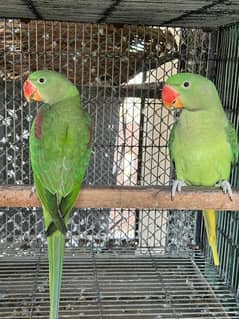 Alexandrine Parrot/ Kashmiri 0