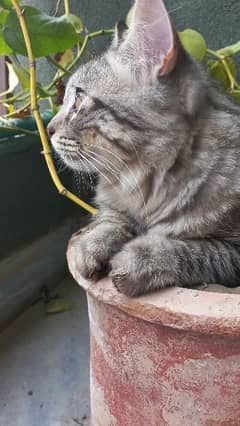 Gray Persian Tabby Male Cat