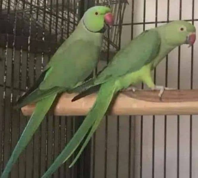 Ringneck breeder Pair 1