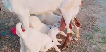 3 bache wali rajanpuri bakri for sale. 03376219832