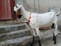 goat bakri