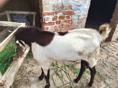 Male Goat for sale.