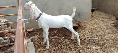 Ghulabi Muhammad Puri Bakra