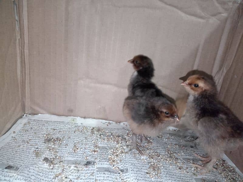 bantam chicks 2