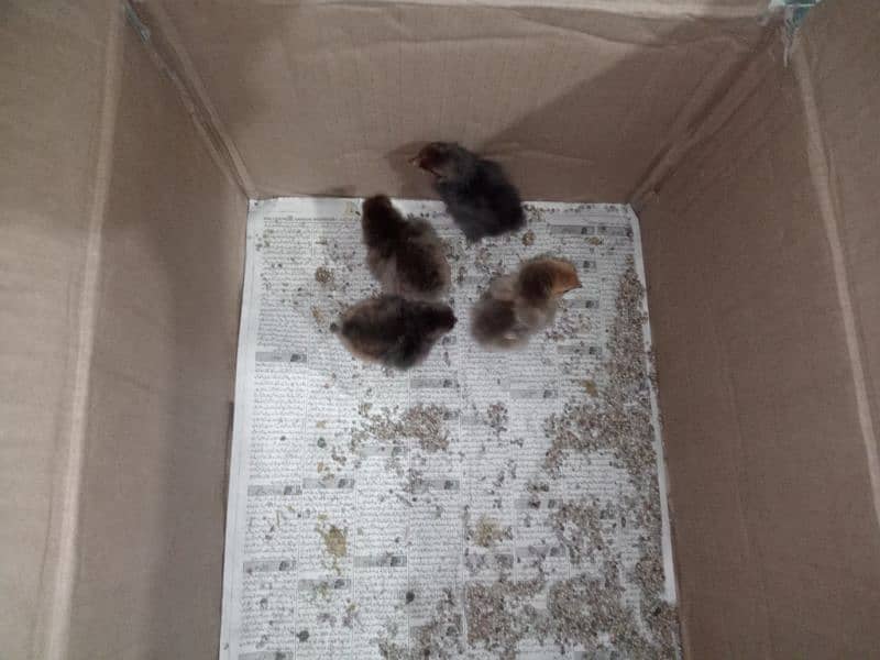 bantam chicks 6