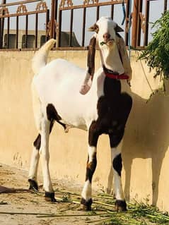 rajanpuri bakra urgent for sale