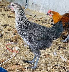 Golden|Misri|Pathi|female|Chicks|Desi egg laying hen| Murgi|chuzay