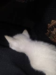 Persian white kitten 15 days 0