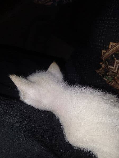 Persian white kitten 15 days 0