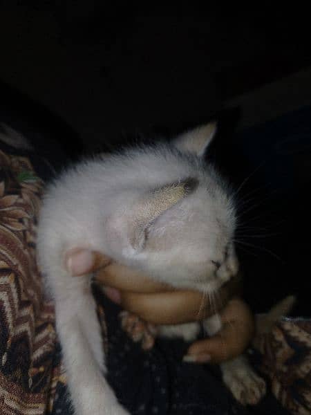 Persian white kitten 15 days 1