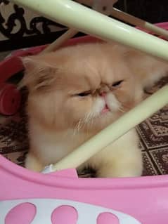 CFA line Persian male cat available for sale