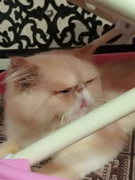 CFA line Persian male cat available for sale 3