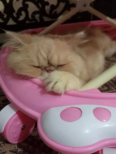 CFA line Persian male cat available for sale 7