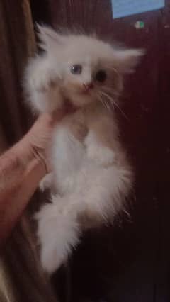 Persian cat