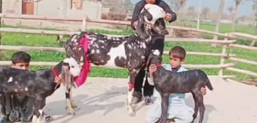 Desi Bakri 2 Bacchon Ka Sath For Sale  (Call Number:03134935016)