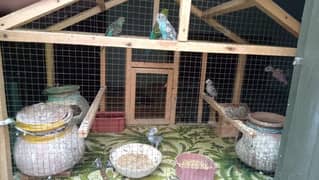 Full Birds With Cage For Sale 0