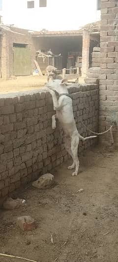 Kuhati Gultair Dog/Dog/Mix Breed/Valeti Gultair/Dog For Sale