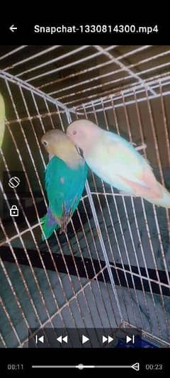 Parblue pastelino male into parblue split ino female 5500