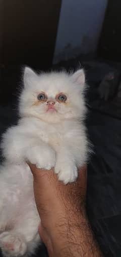 4 persian punch face tripple coated kitten