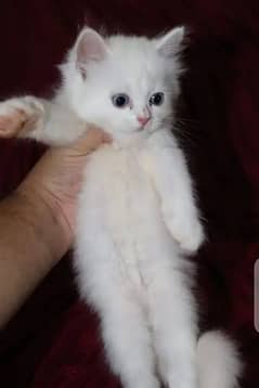 Persian Cat for sale my WhatsApp number 03345814757