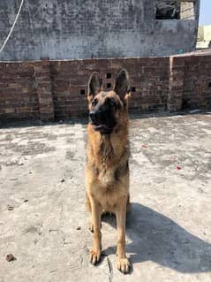 GSD breeder female available for sale