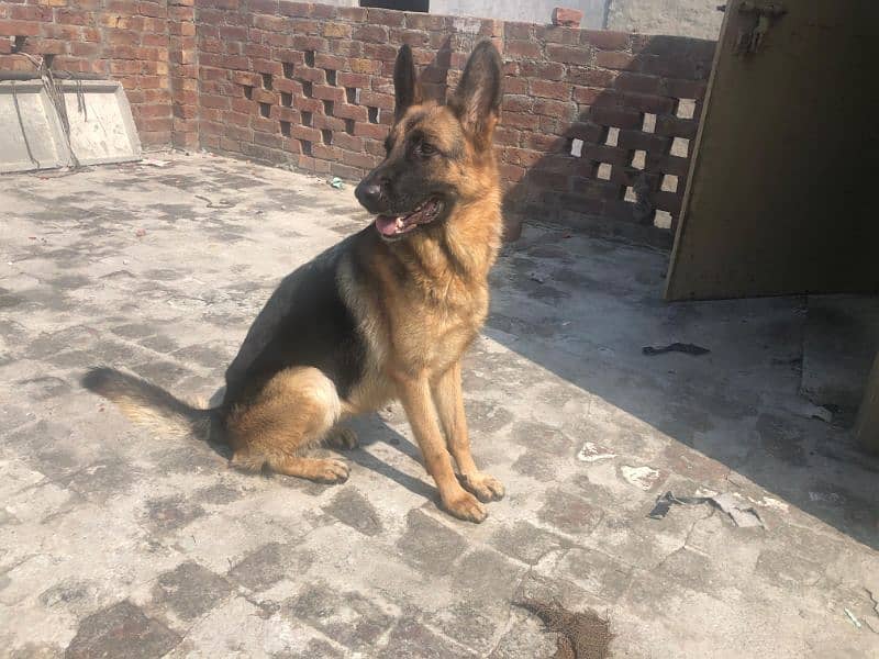 GSD breeder female available for sale 2