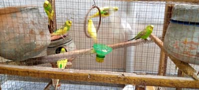 Budgie parrot for sale (03014248921)