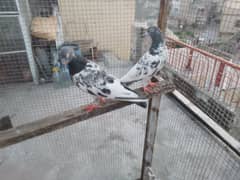 breeder teddy pigeon pair 0,3,2,2,4,0,3,3,5,6,5 0