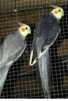 cocktails pairs male and female