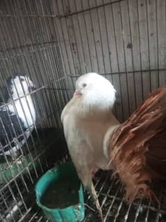 pigeon |fantail | pouter|  danish fancy pigeons for sale 0