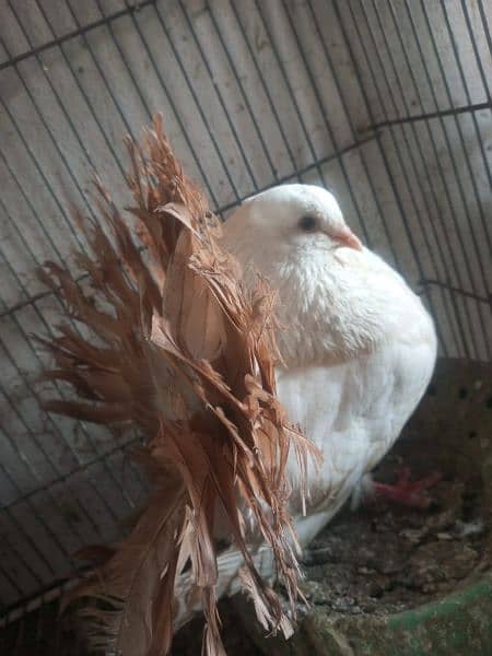 pigeon |fantail | pouter|  danish fancy pigeons for sale 1