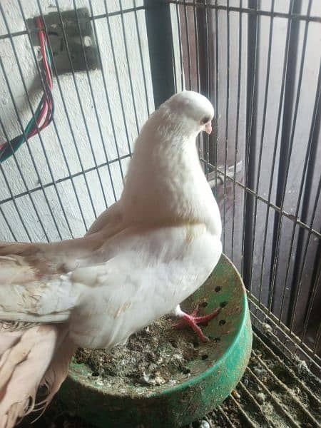 pigeon |fantail | pouter|  danish fancy pigeons for sale 3