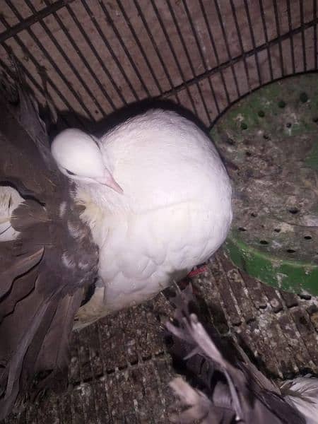 pigeon |fantail | pouter|  danish fancy pigeons for sale 6