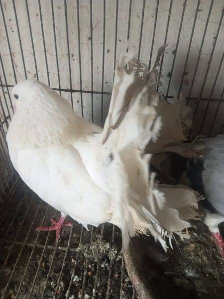 pigeon |fantail | pouter|  danish fancy pigeons for sale 8