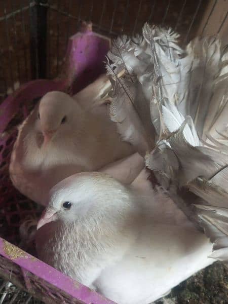 pigeon |fantail | pouter|  danish fancy pigeons for sale 11