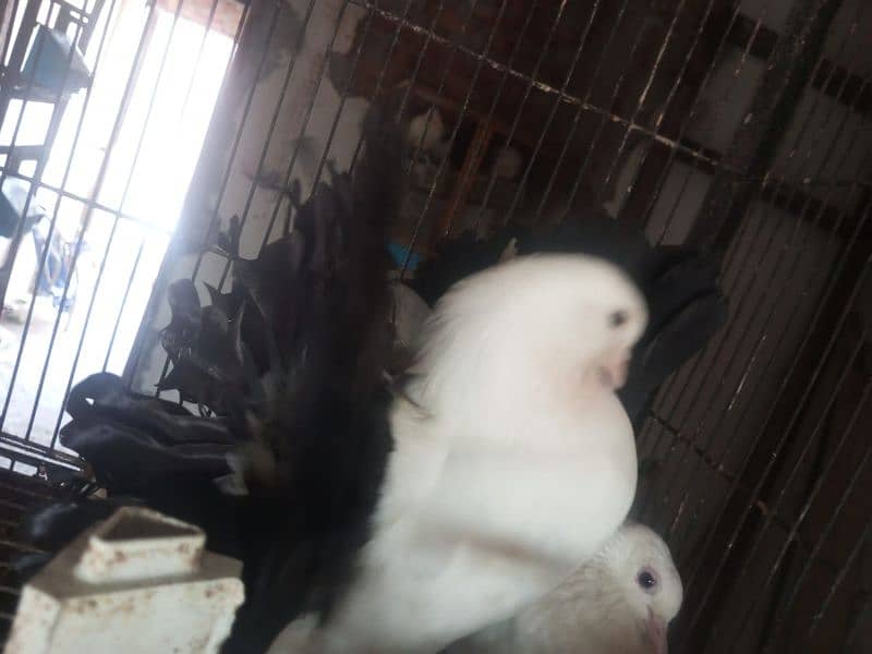 pigeon |fantail | pouter|  danish fancy pigeons for sale 12