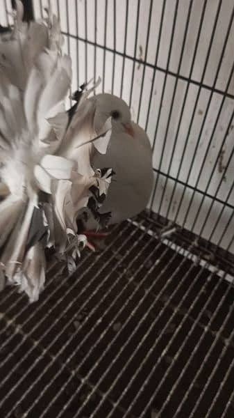 pigeon |fantail | pouter|  danish fancy pigeons for sale 14